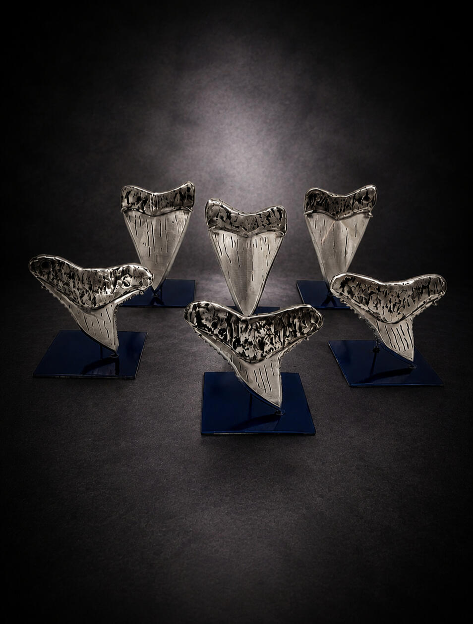 Shark Tooth Shark Tooth